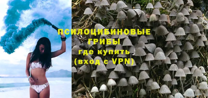 даркнет телеграм  Зерноград  Псилоцибиновые грибы Psilocybe 